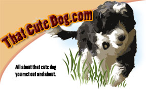 That Cute Dog.com - All about that cute dog you met out and about